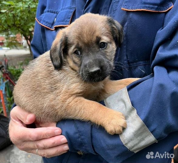 Щенок в добрые руки бесплатно