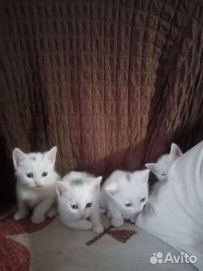 Котятав дар