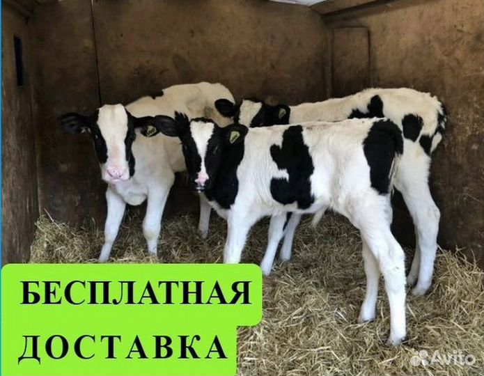 Бычки и телята от месяца