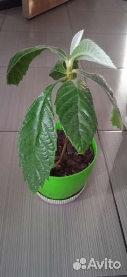 Мушмула, филодендрон