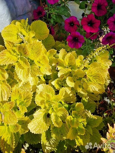 Колеусы вегетативные