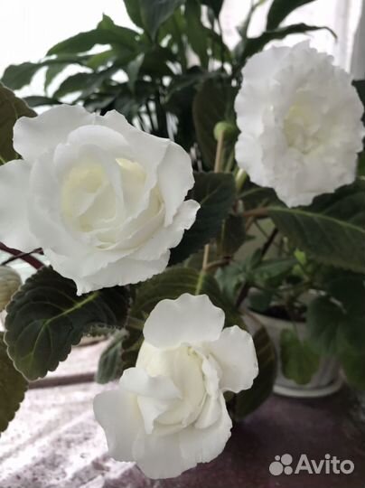 Сортовые комнатные растения в продаже