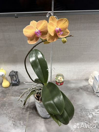 Орхидея фаленопсис