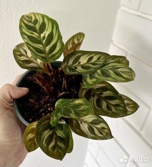 Калатея Макоя