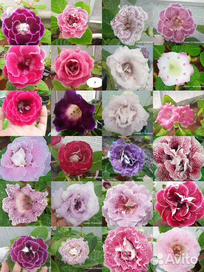 Семена глоксинии