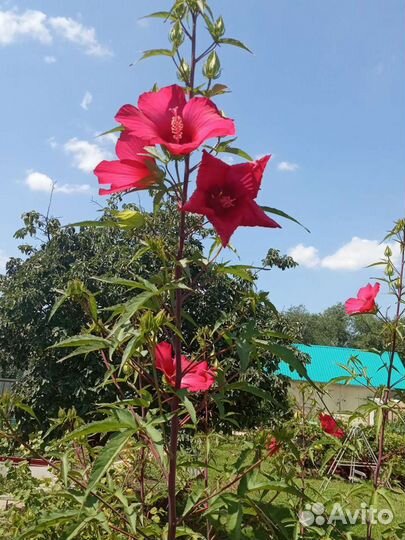 Гибискус древовидный