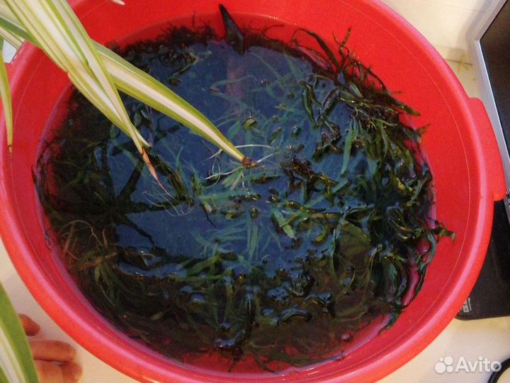 Аквариумные растения