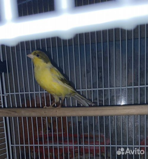 Кенар поющий с клеткой