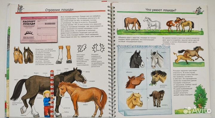 Книга Лошади и пони