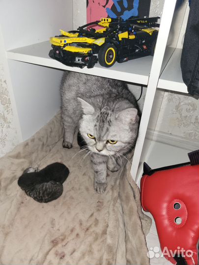 Котята британской породы 