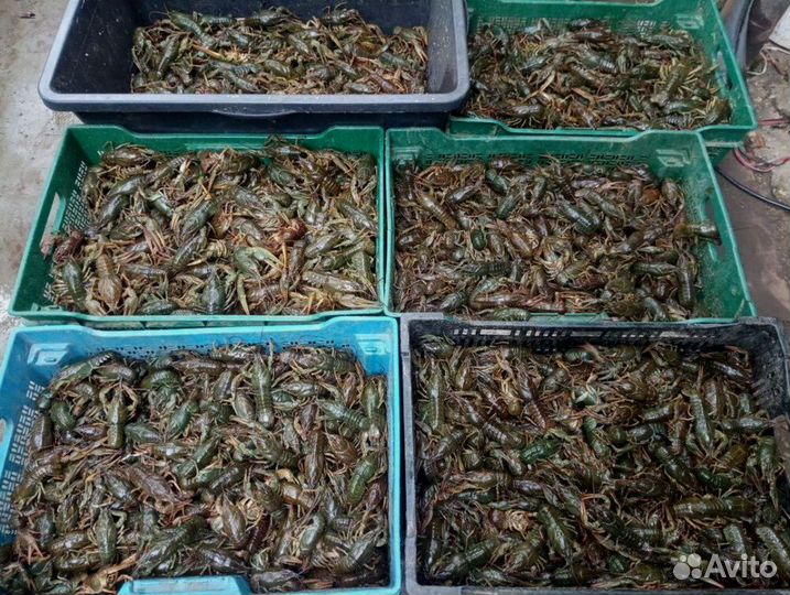 Раки отборные восхитительная варка