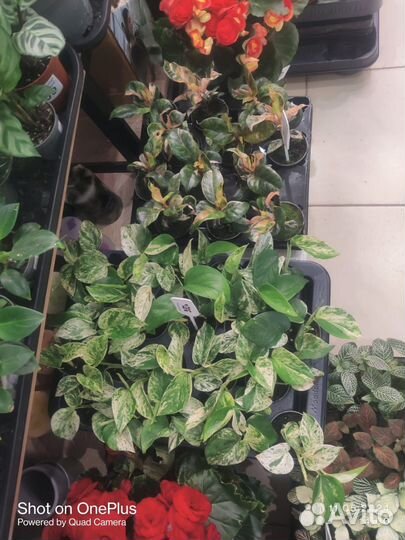 Комнатные растения цветы большие и маленькие