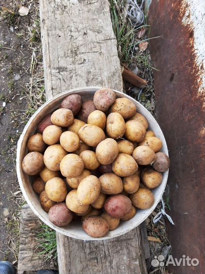 Продам картофель домашний