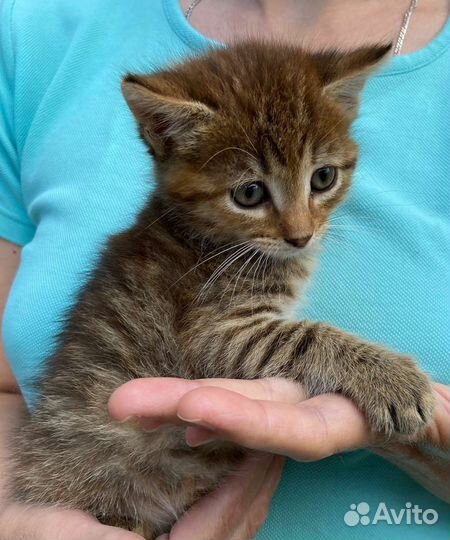 Котята ищут хозяев