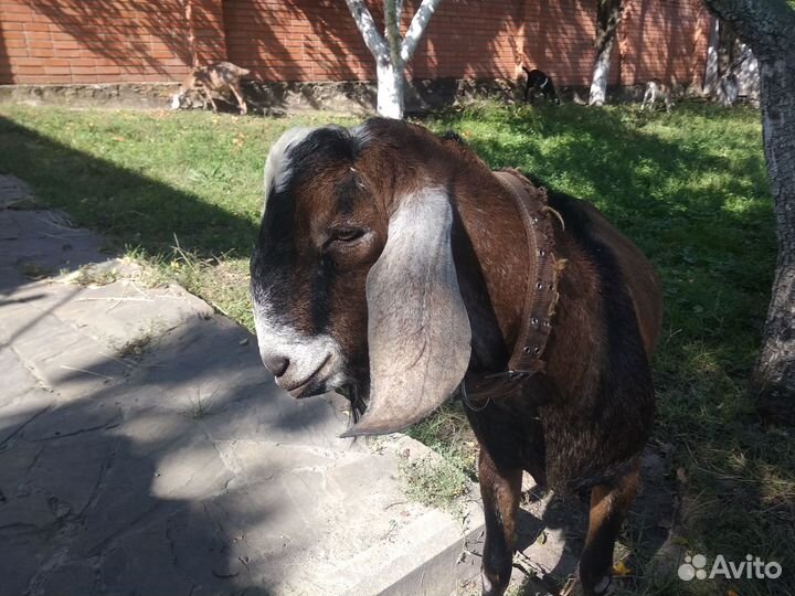 Англо-нубийские козы