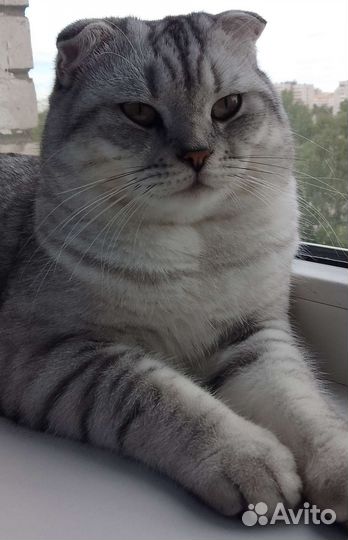 Шотландский вислоухий кот вязка