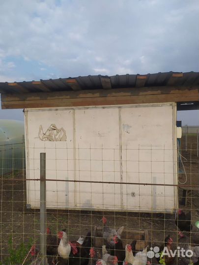 Курятник теплый