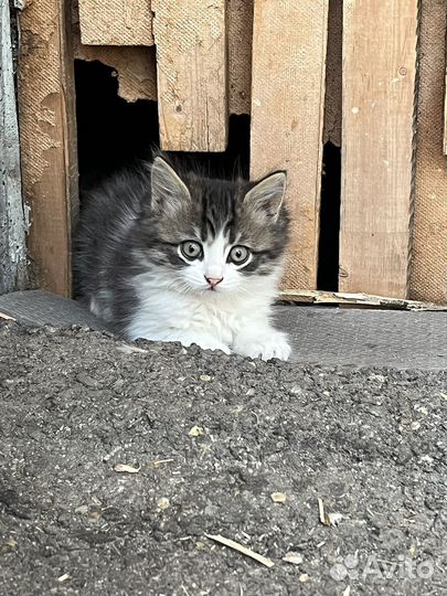 Котик в добрые руки
