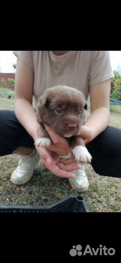 Собаки бесплатно в добрые руки