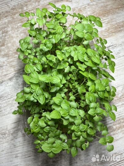 Микрозелень большой выбор