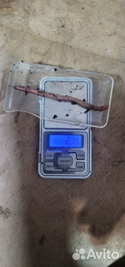 Черви дендробена для рыбалки