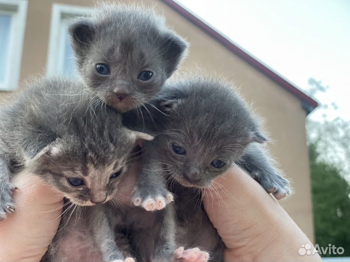 Котята в добрые руки 1 месяц
