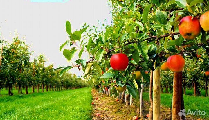 Сборщик вахта