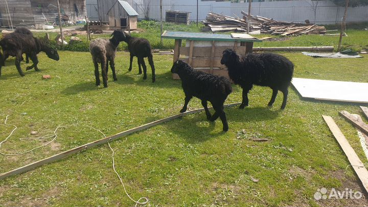 Овцыматки с ягнятами