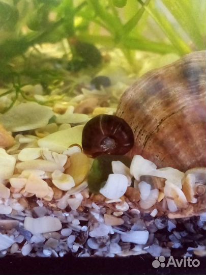 Улитки катушки (аквариумные)