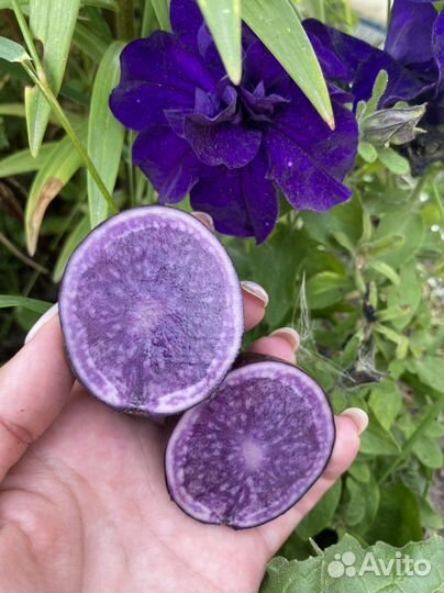 Картофель фиолетовый