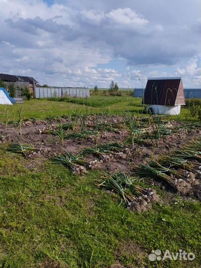 Продам чеснок