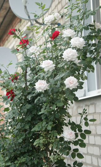 Дом 68,2 м² на участке 5,5 сот.