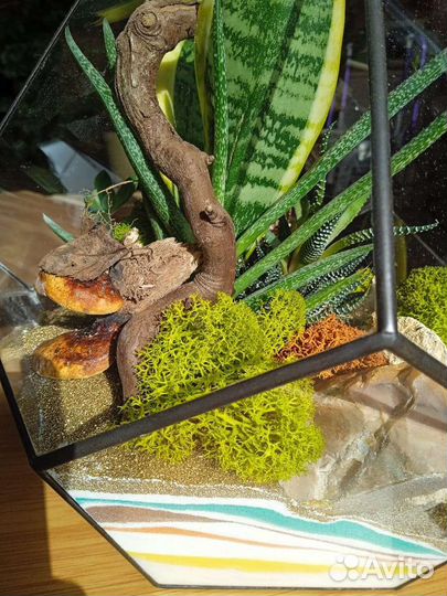 Флорариум. Букет. Комнатные цветы. Подарок