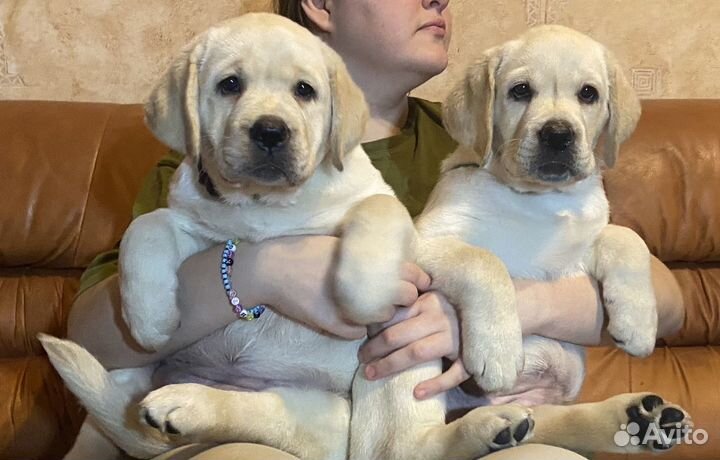 Щенки Лабрадора