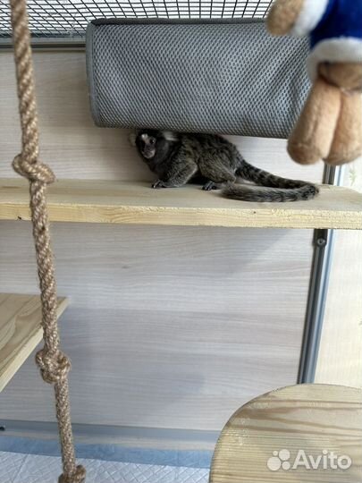 Вольер для/и обезьяны