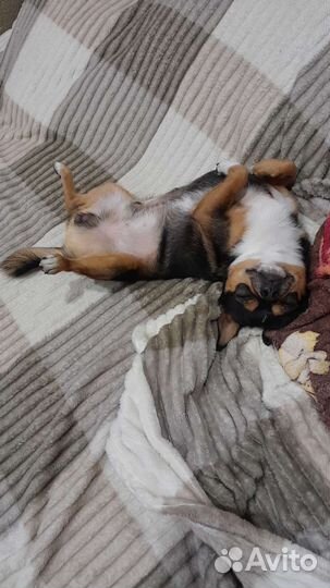 Ждём девочку для вязки