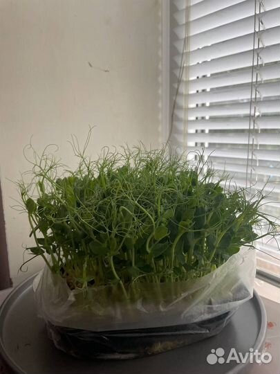 Микрозелень