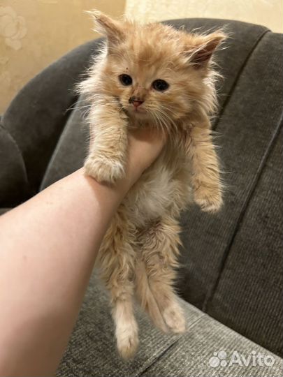 Котята в добрые руки девочки