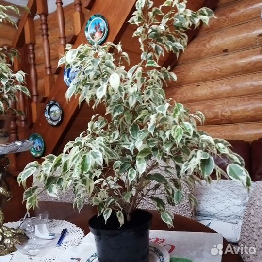 Фикус бенджамина пестролистный