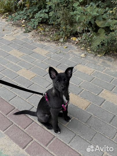 Щеночек в добрые руки