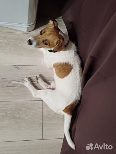 Вязка кобель джек рассел