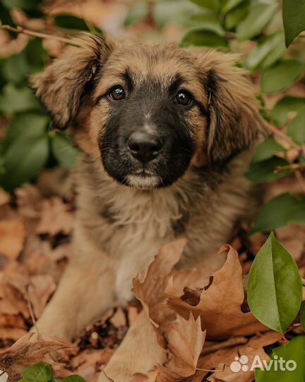 Собака крупная