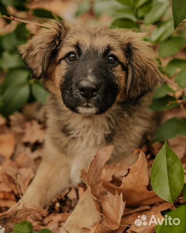 Собака крупная