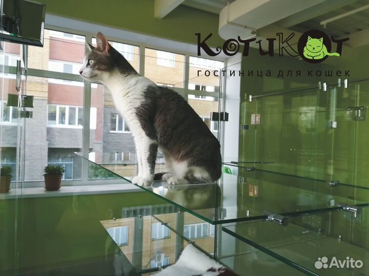 Гостиница для кошек, передержка, Сипайлово