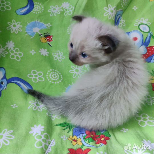 Пушистые комочки