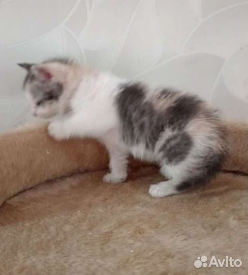 Кошки в добрые руки бесплатно