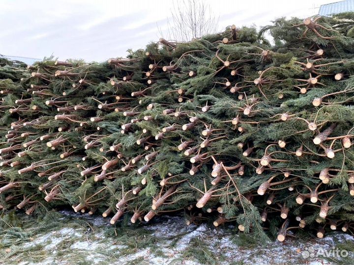 Сосна оптом