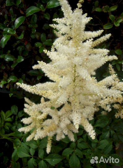 Астильба Гладстон