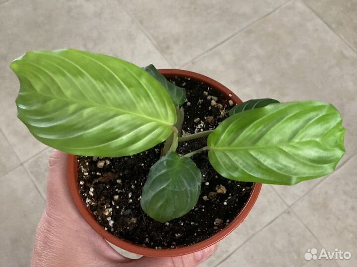 Маранта сильвербенд беложильчатая