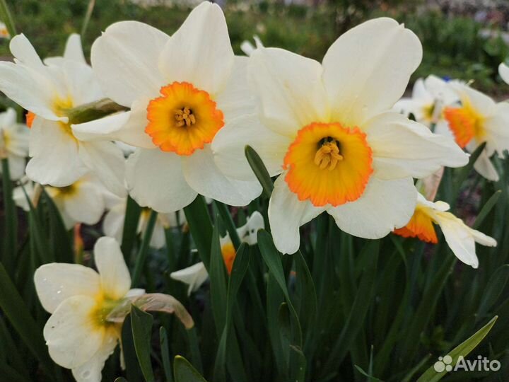 Луковицы Нарциссов и тюльпанов